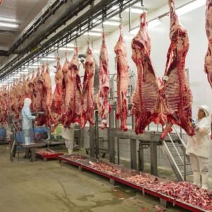 Full Lamb (Baby Sheep ) Daily Fresh