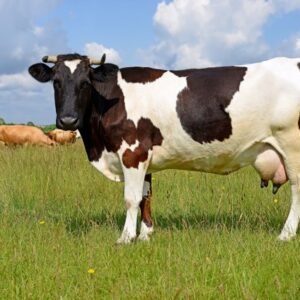 Cow