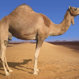 Camel